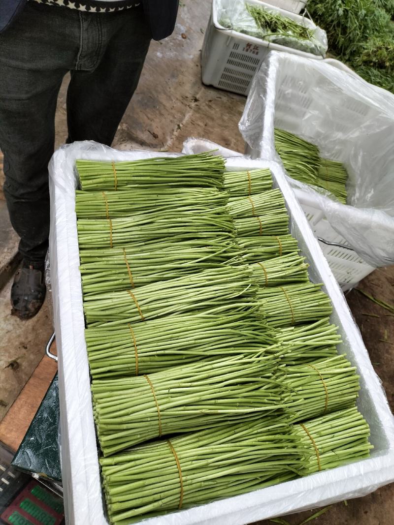 精品芦蒿