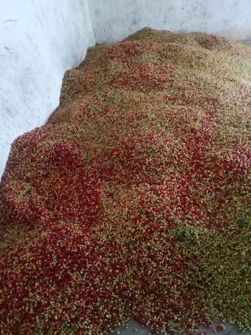 山芋肉《山枣》
