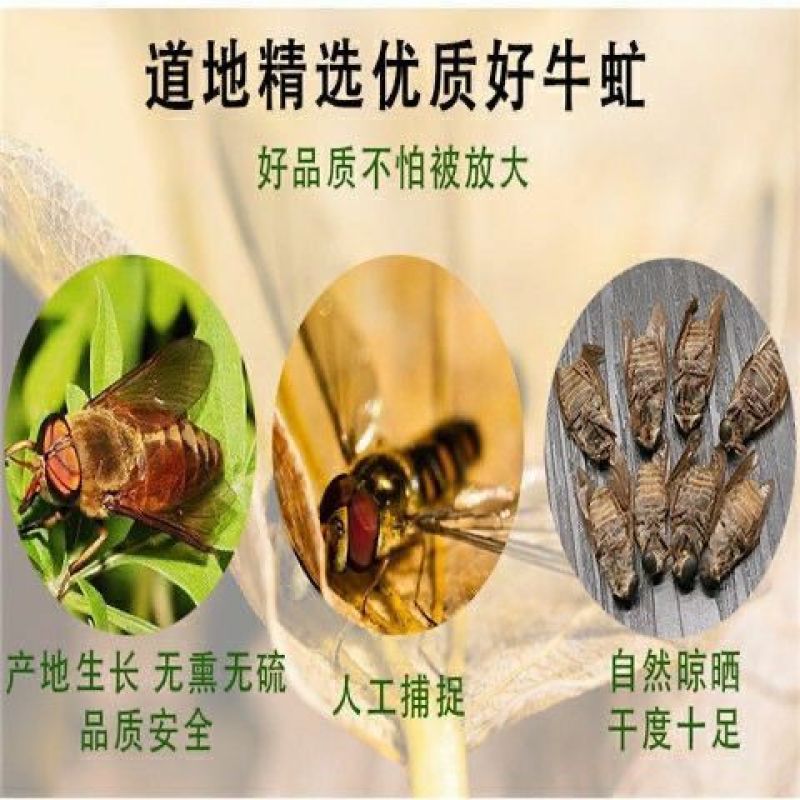 中药材牛虻虫干货野生牤虫牛蚊子牛蝇子牛苍蝇牛虻虫多规格