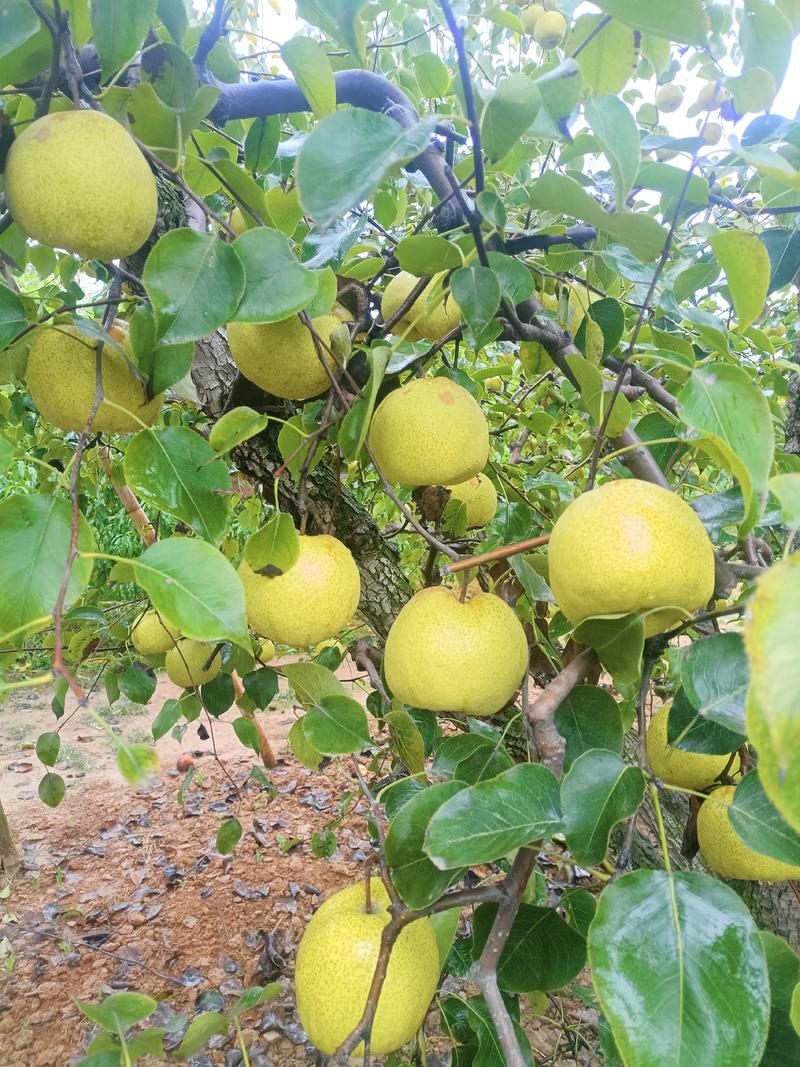 梨树，新品种5-6公分以上全有新品种，保栽保活