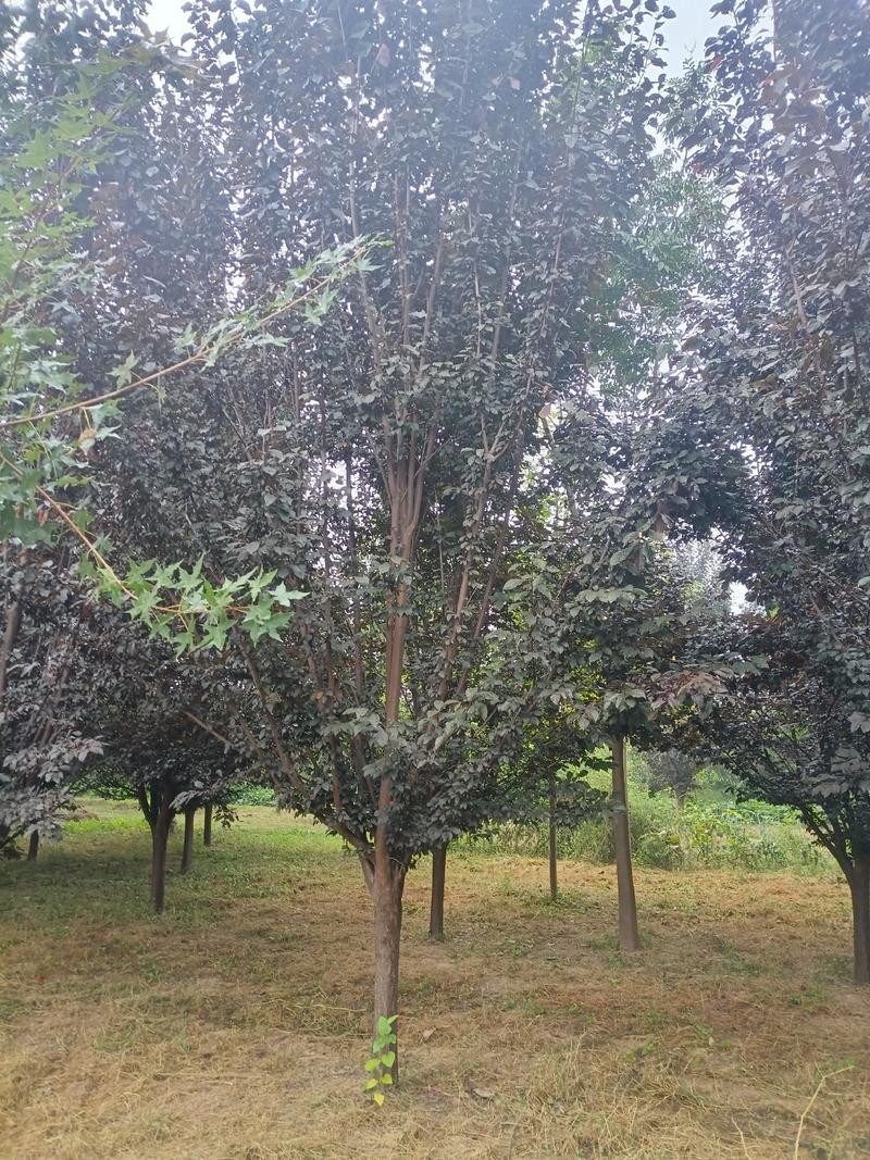 梨树，新品种5-6公分以上全有新品种，保栽保活