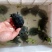 浙江本地乌鳖冷水苗，40-50克/只