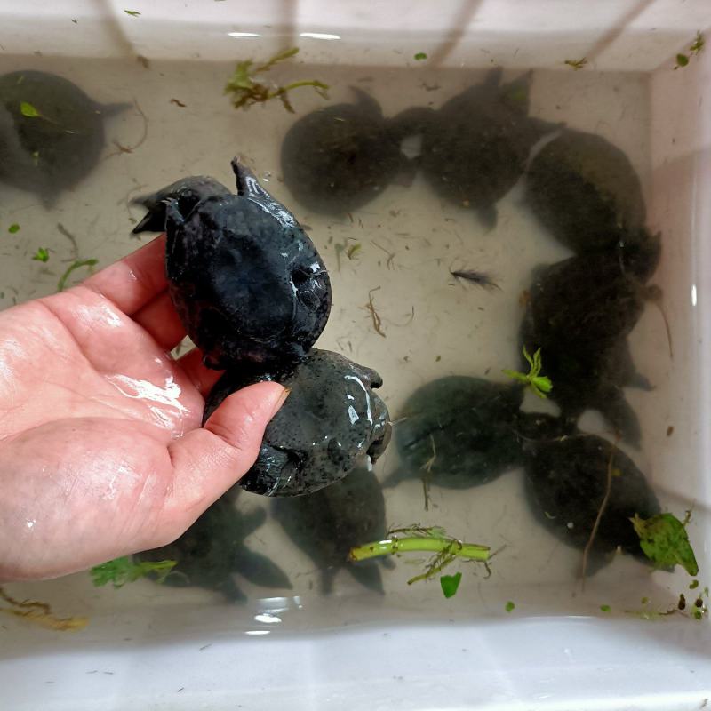 浙江本地乌鳖冷水苗，40-50克/只