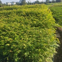 红油香椿苗，红油香椿苗，欢迎大家来我基地考查苗很好。