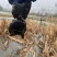 浙江本地乌鳖冷水苗，40-50克/只