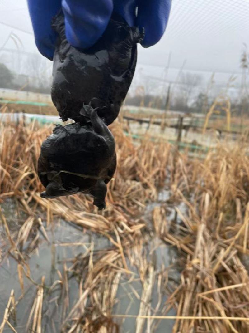 浙江本地乌鳖冷水苗，40-50克/只