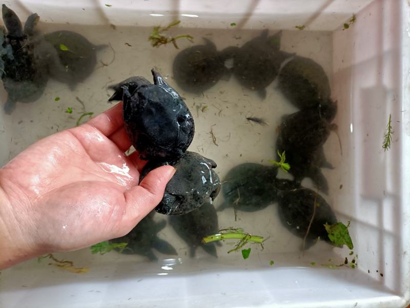 浙江本地乌鳖冷水苗，40-50克/只