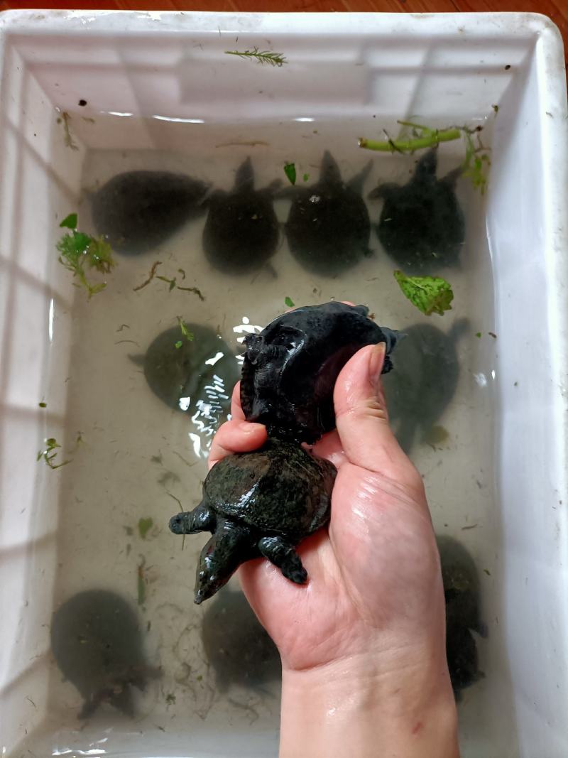 浙江本地乌鳖冷水苗，40-50克/只