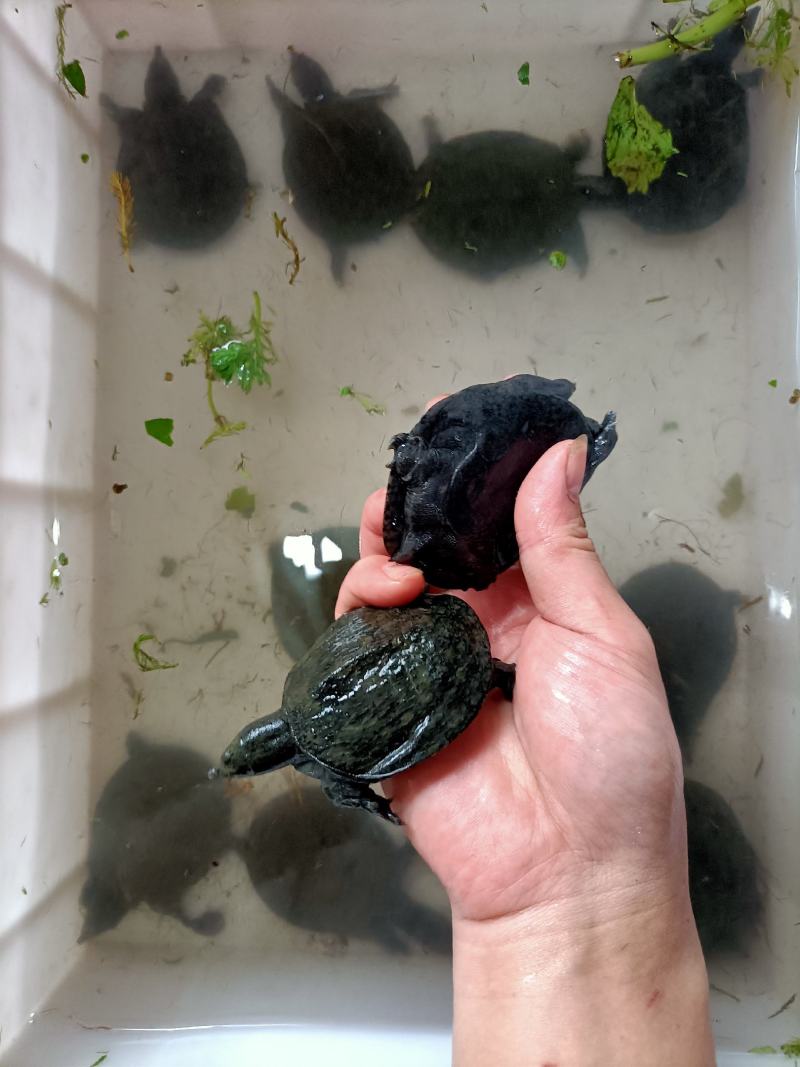 浙江本地乌鳖冷水苗，40-50克/只