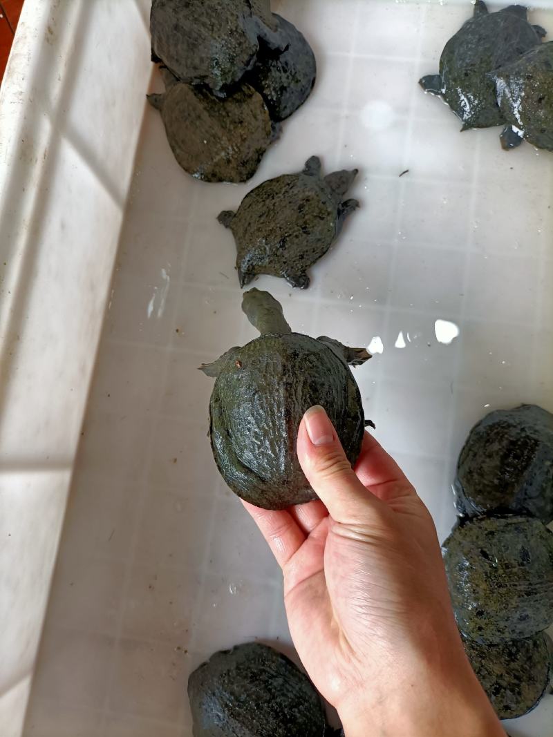 浙江本地乌鳖冷水苗，40-50克/只