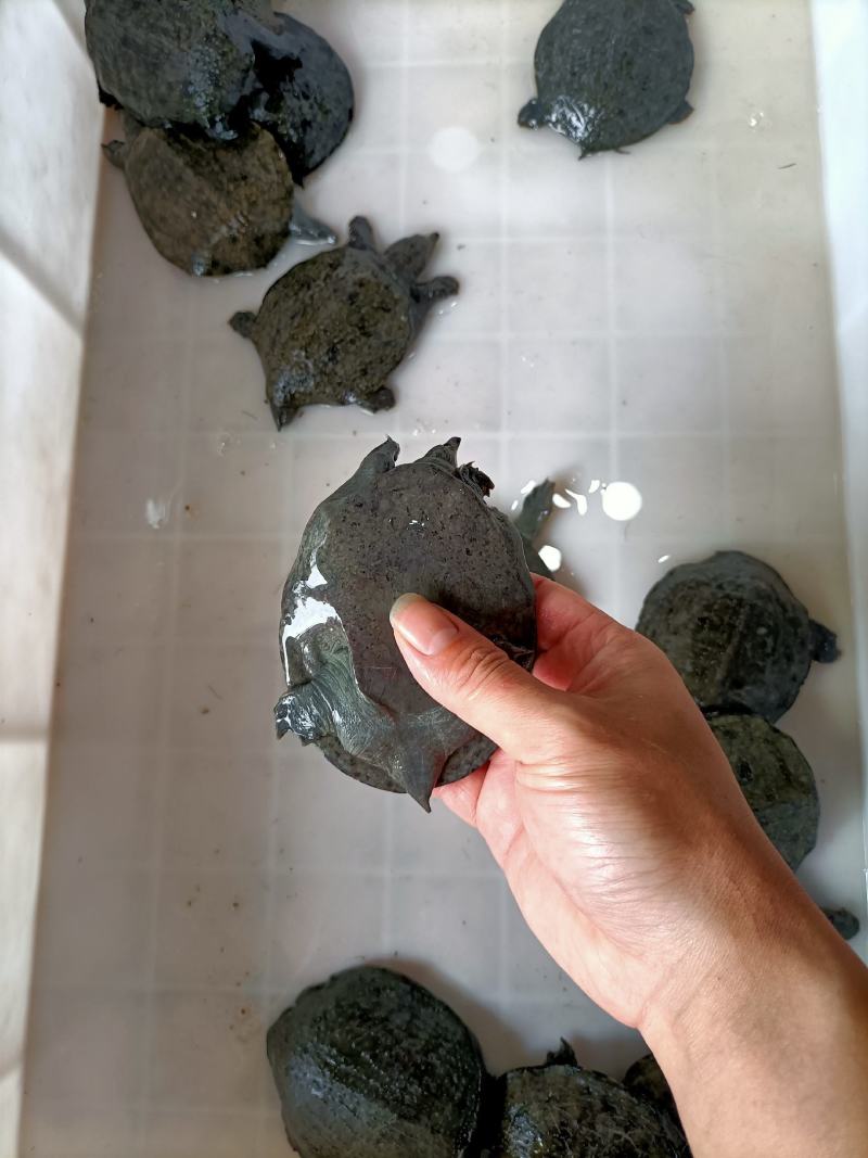 浙江本地乌鳖冷水苗，40-50克/只