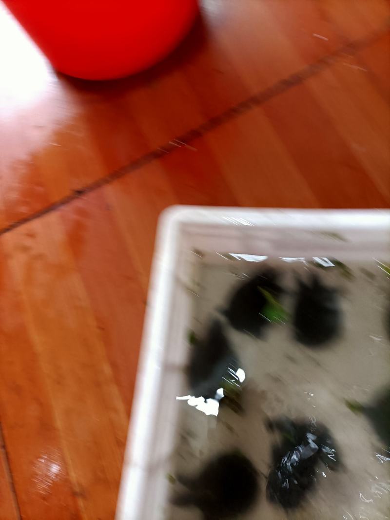 浙江本地乌鳖冷水苗，40-50克/只