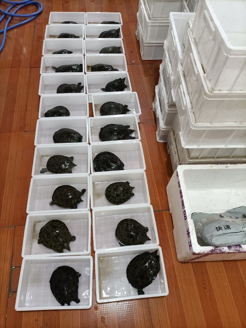 中华鳖大黑花老甲鱼3-5规格