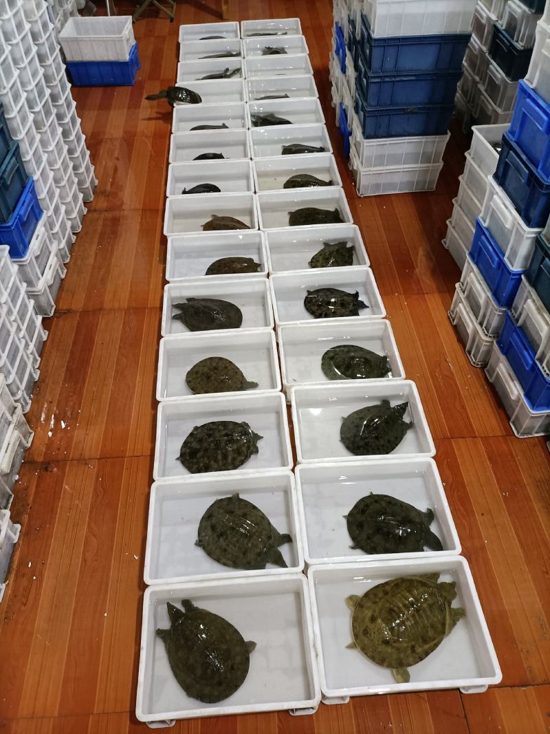 中华鳖大黑花老甲鱼3-5规格