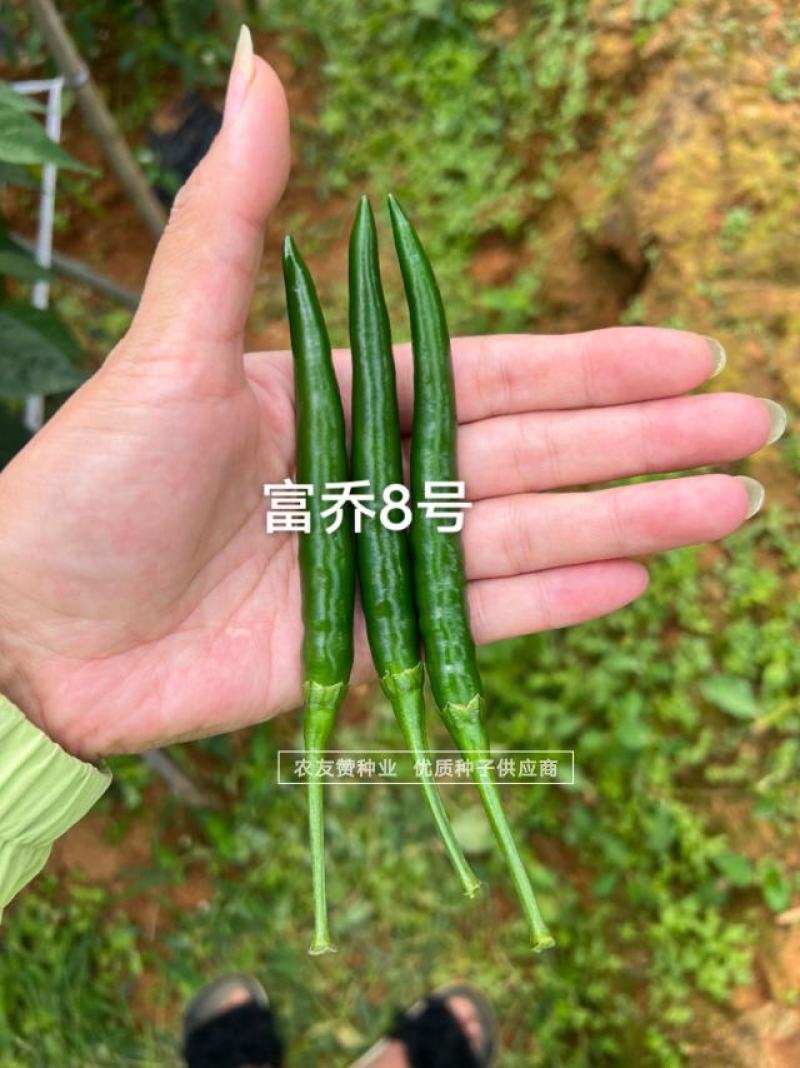 富乔8号大果朝天椒种子滑皮早熟青红两用朝天椒种子硬度好