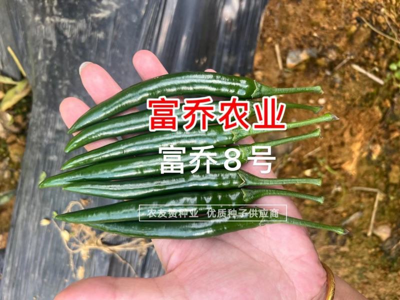 富乔8号大果朝天椒种子滑皮早熟青红两用朝天椒种子硬度好
