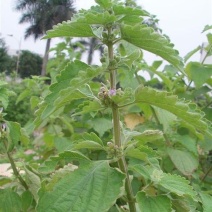 广霍香干货抹草抹药，广防风，蔚草，四方臭草四方根，直销