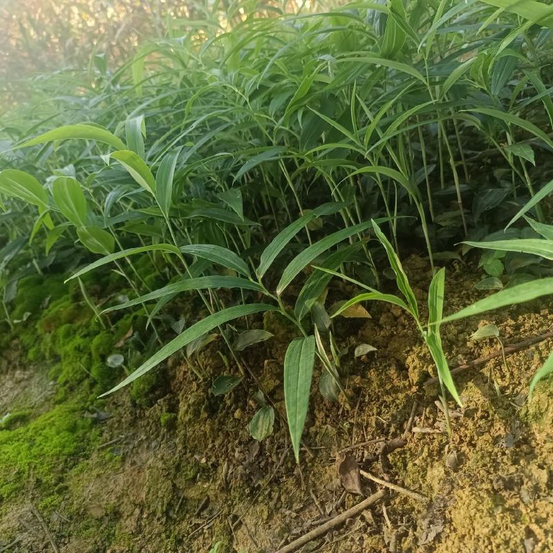 黄精苗，四川多花姜型不倒苗甜黄精种苗老虎姜苗