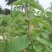 广霍香干货抹草抹药，广防风，蔚草，四方臭草四方根，直销