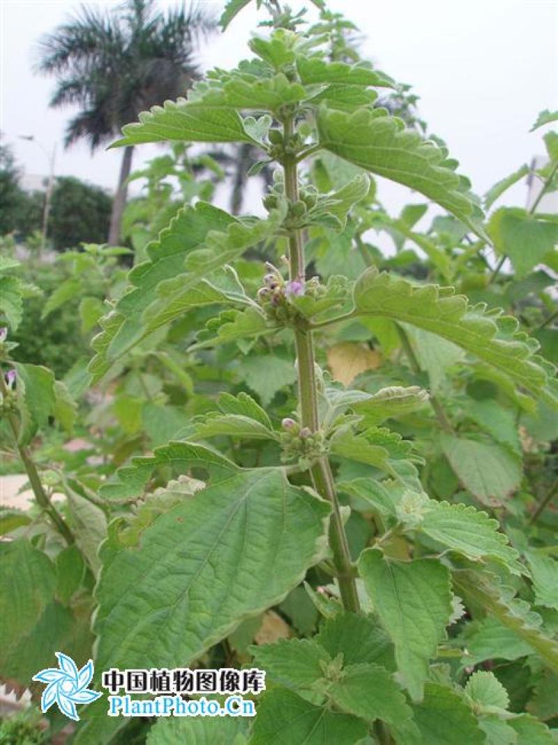 广霍香干货抹草抹药，广防风，蔚草，四方臭草四方根，直销
