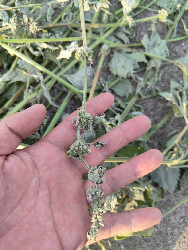 广霍香干货抹草抹药，广防风，蔚草，四方臭草四方根，直销