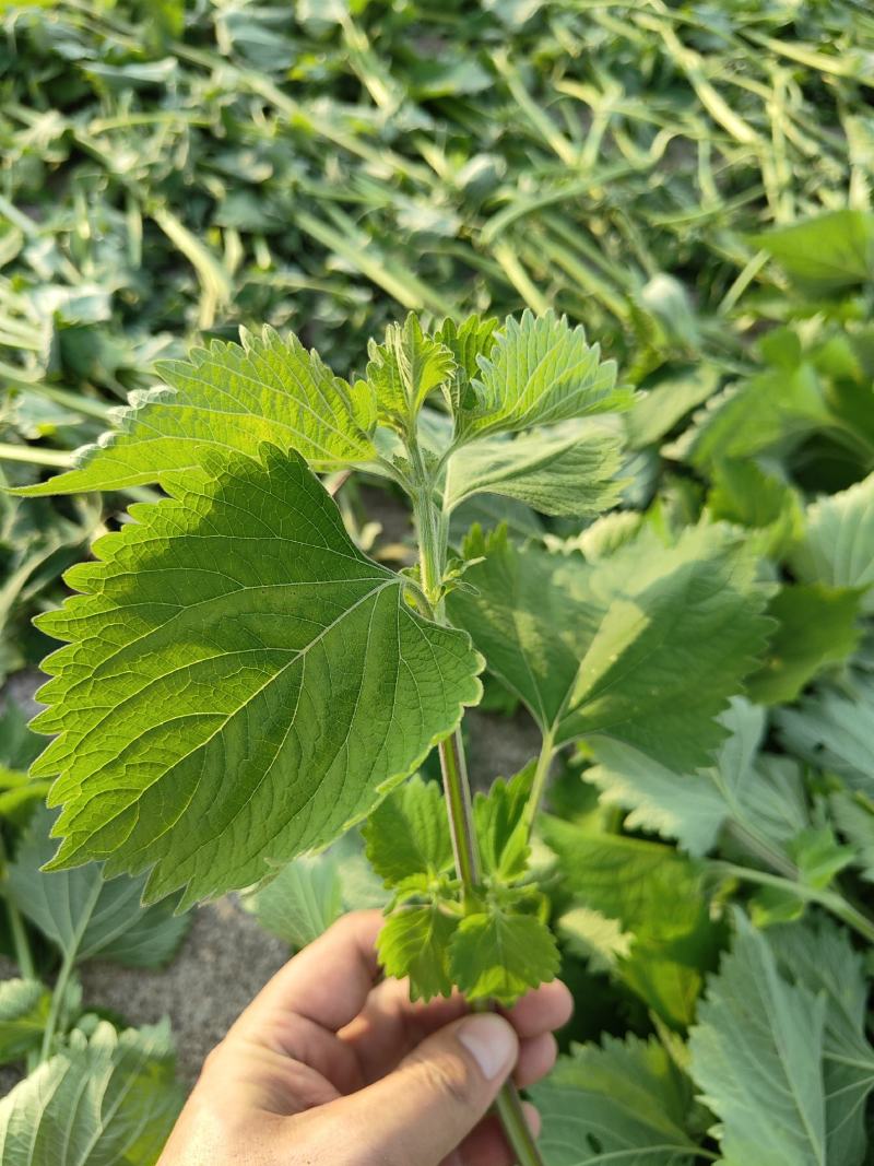广霍香干货抹草抹药，广防风，蔚草，四方臭草四方根，直销