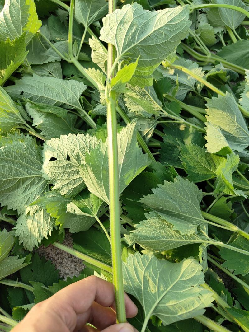 广霍香干货抹草抹药，广防风，蔚草，四方臭草四方根，直销
