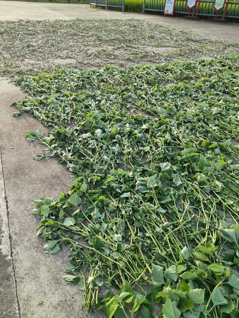 广霍香干货抹草抹药，广防风，蔚草，四方臭草四方根，直销