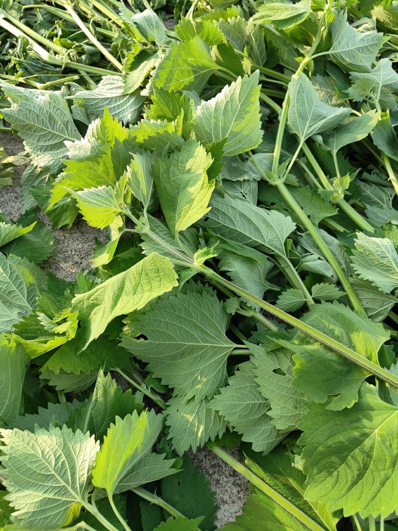 广霍香干货抹草抹药，广防风，蔚草，四方臭草四方根，直销