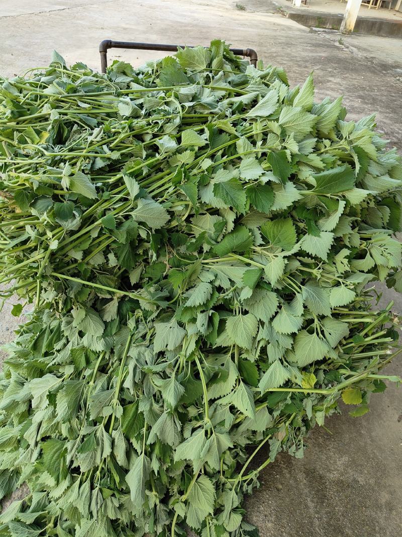 广霍香干货抹草抹药，广防风，蔚草，四方臭草四方根，直销
