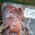 卤猪头肉全熟卤猪头肉，带核桃肉，带拱嘴，解冻加热即可食用
