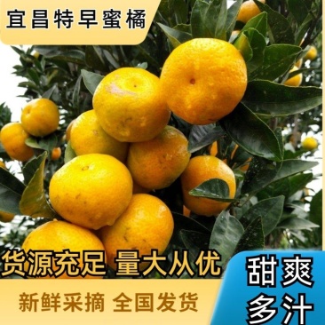 蜜橘湖北柑桔宜昌蜜橘皮薄化渣质量三包对接全国