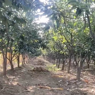 板栗树，产地一手货源，质量保证，欢迎来电咨询
