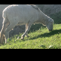 新疆活羊，细毛羊