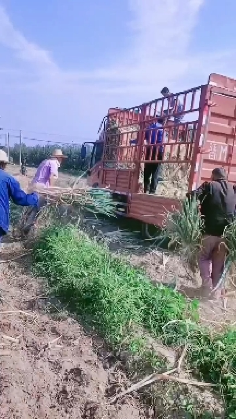 长白葱，钢葱，大量有货，全国发货