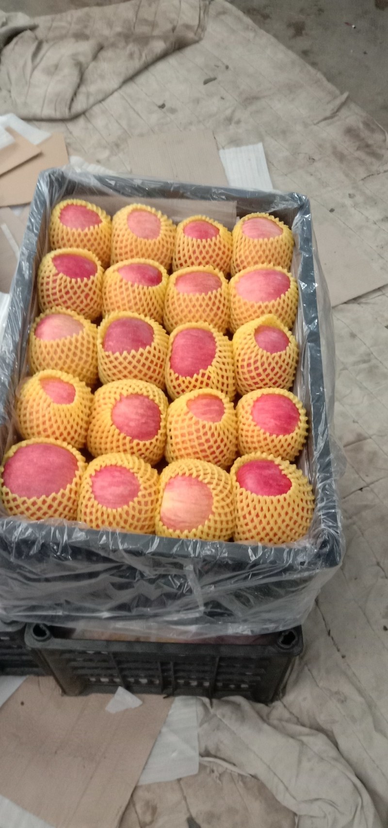 一个星期左右，绥中有大量寒富上市，需要老板联系，