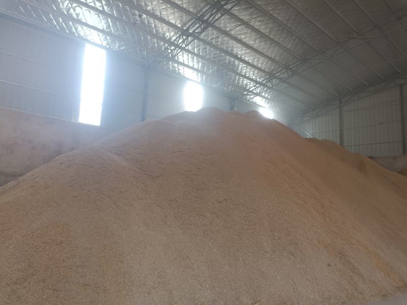 大型烘干厂大量上市稻谷