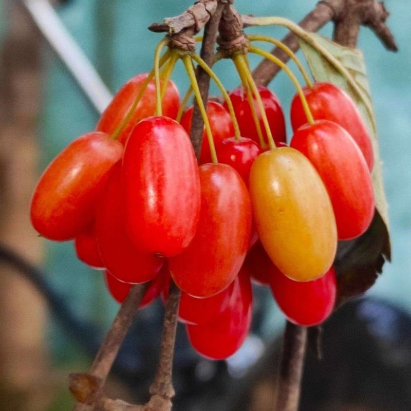 山芋肉
