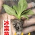 寿光一级冰菜苗大苗常年供应冰菜大苗非洲水晶冰草苗育苗基地
