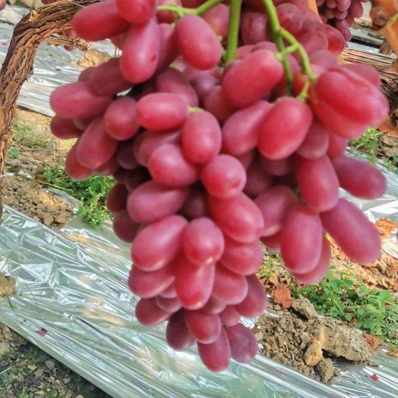 克轮生无籽提妮娜尼娜皇后阳光玫瑰