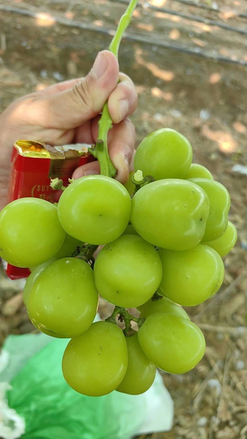 夏邑县阳光玫瑰产地直供，精品国，电商货源支持打包一条龙服