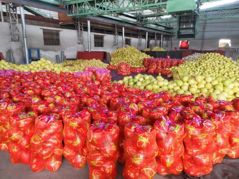 2红心柚白心柚产地直供质量三包全国代发