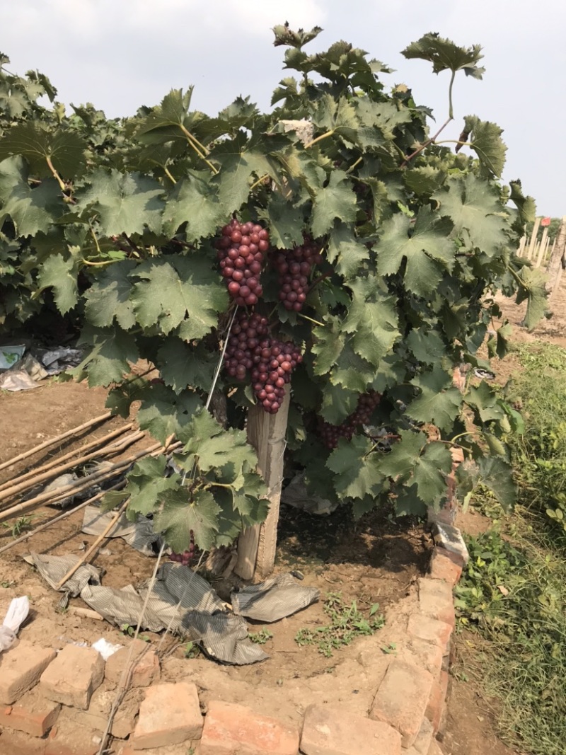 乐亭巨峰葡萄大量上市颗粒大甜度高对接全国电商批发商