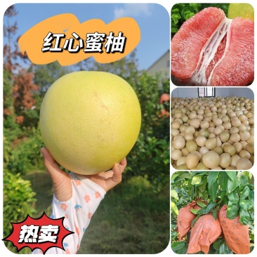 柚子红心蜜柚套袋红心柚产地直供供平台市场