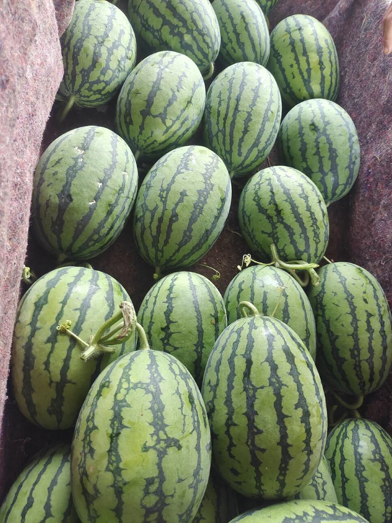 秋季西瓜大量上市