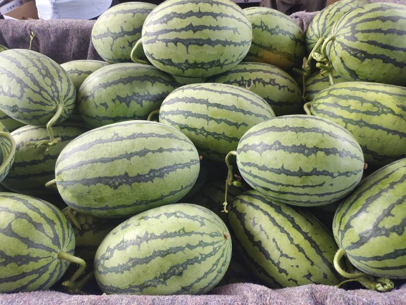 秋季西瓜大量上市