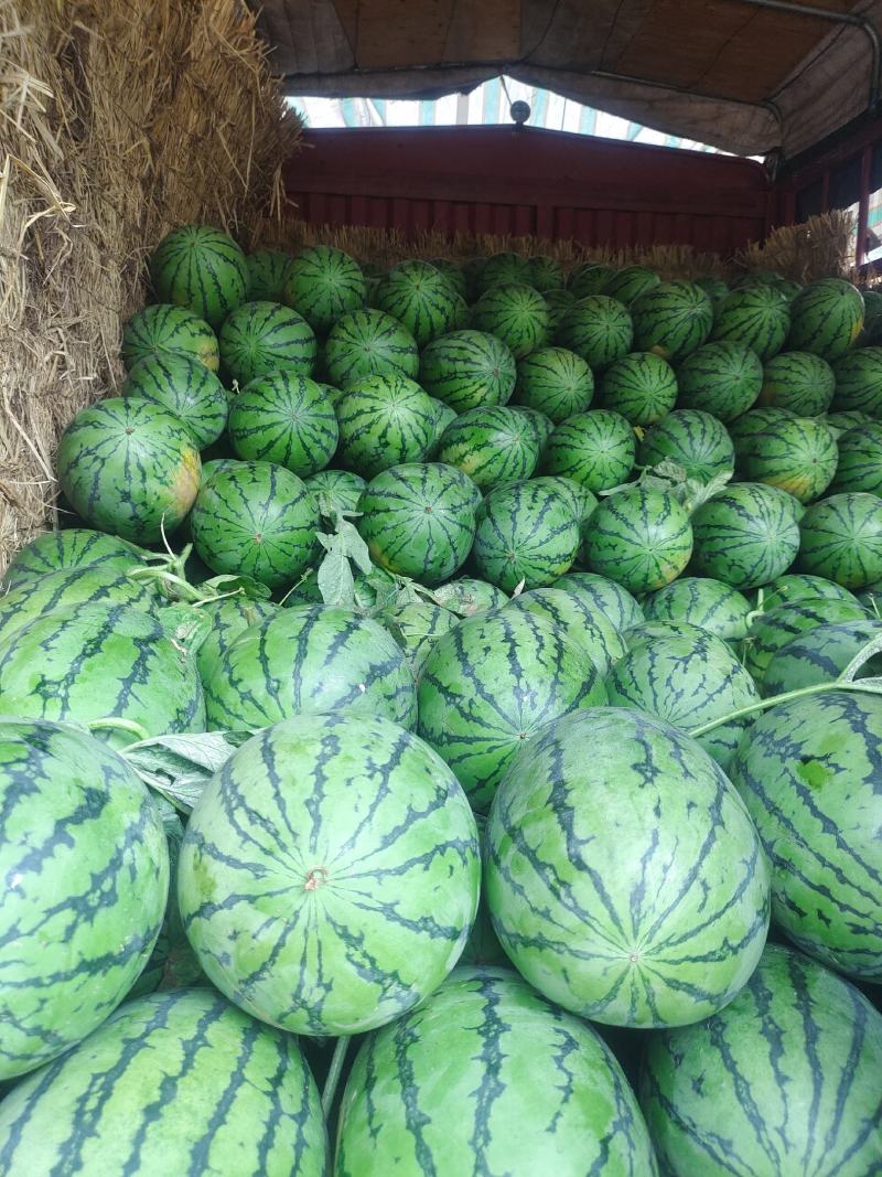 秋季西瓜大量上市