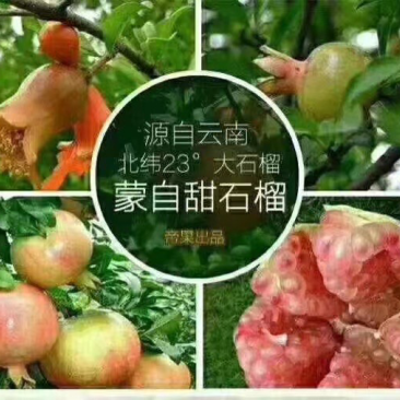 关园石榴
