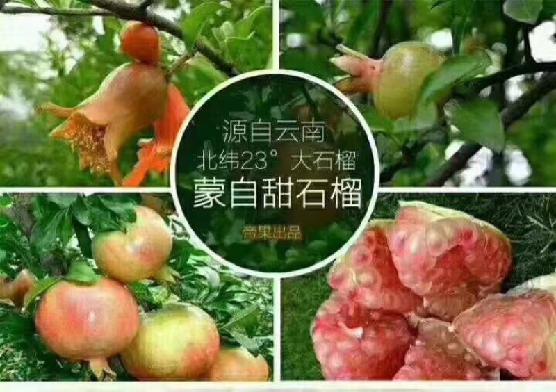 关园石榴