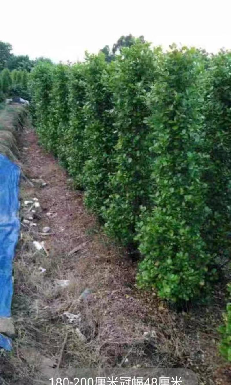 广东肇庆火山榕景观榕树大量供应规格齐全存活率高可视频看货